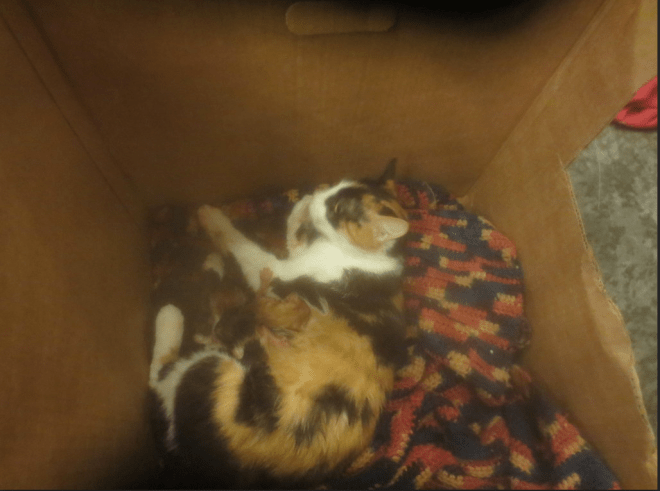 Screen Shot 2015-05-04 at 10.54.17 AM